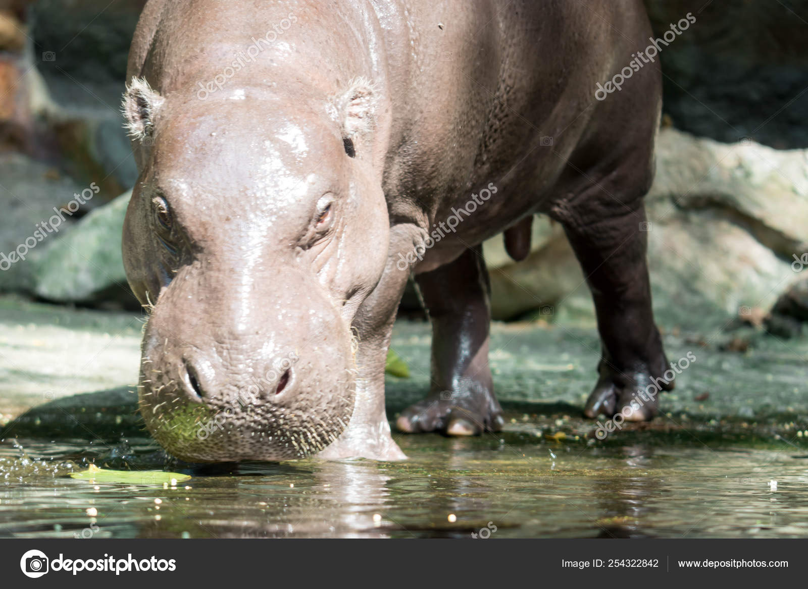 Hippopotame ou hippopotame à la recherche de nourriture image libre de droit par bill.roque