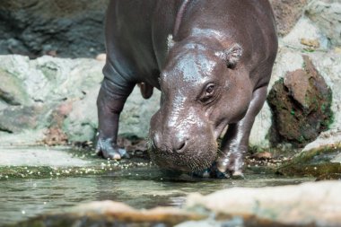 Su aygırı veya yemek sırasında su aygırı