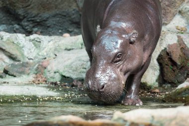Su aygırı veya yemek sırasında su aygırı