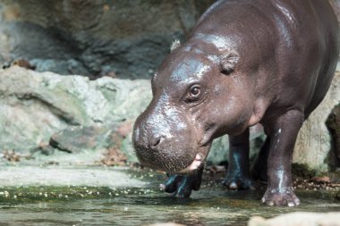 Su aygırı veya yemek sırasında su aygırı
