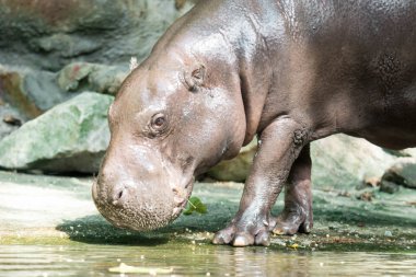 Su aygırı veya yemek sırasında su aygırı