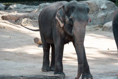 Asya fili veya bir hayvanat bahçesi Singapur Asya fili