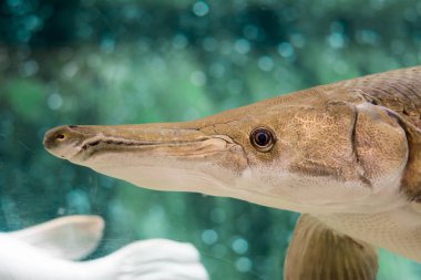 Arapaima gigas, olarak da bilinen pirarucu, arapaima familyasından bir