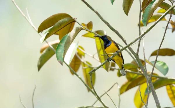 Zoom tiro de um beija-flor enquanto descansa na árvore caule olhando fo — Fotografia de Stock