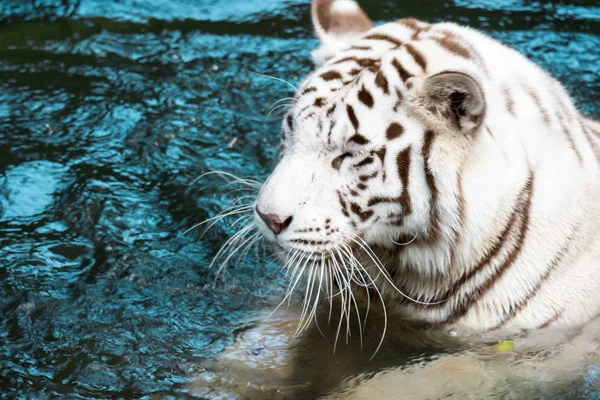 White tiger or bleached tiger and also called as Bengal Tiger wh