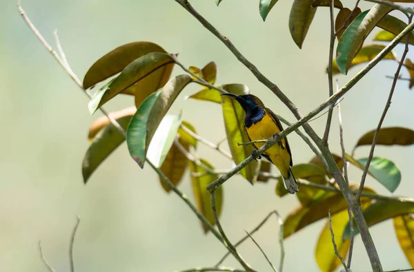 Zoom di un colibrì mentre riposa sul fusto dell'albero cercando fo — Foto Stock