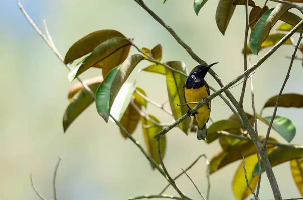 Zoom-Aufnahme eines Kolibris, der auf einem Baumstamm liegend nach Fischen Ausschau hält — Stockfoto