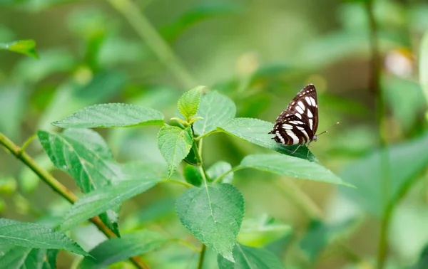 Yeşil bulanık yaprakları backgro ile siyah bir kelebek makro çekim — Stok fotoğraf