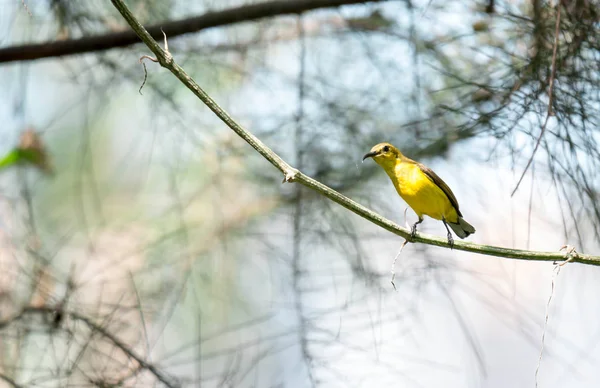 Captura de zoom de un colibrí mientras descansa en el tallo de un árbol mirando fo — Foto de Stock