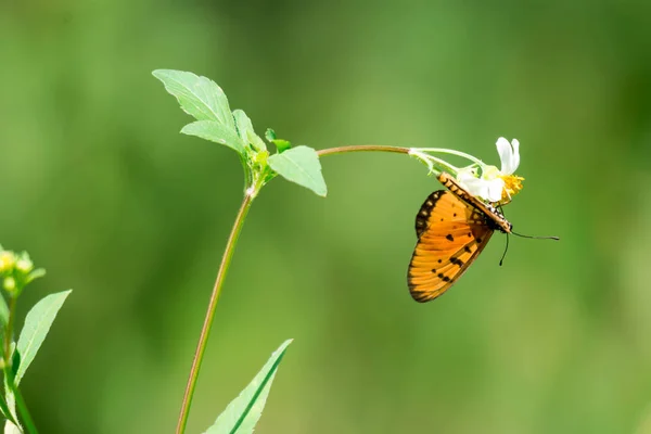 Yeşil bulanık yaprakları backgr ile turuncu kelebek makro çekim — Stok fotoğraf