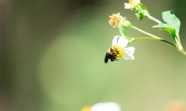 Makro snímek včela při jídle na květ s pylu na těle. — Stock fotografie