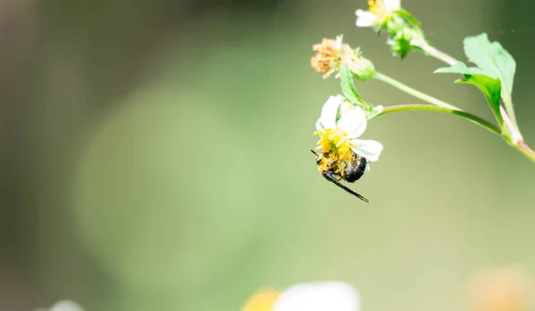 Makro snímek včela při jídle na květ s pylu na těle. — Stock fotografie