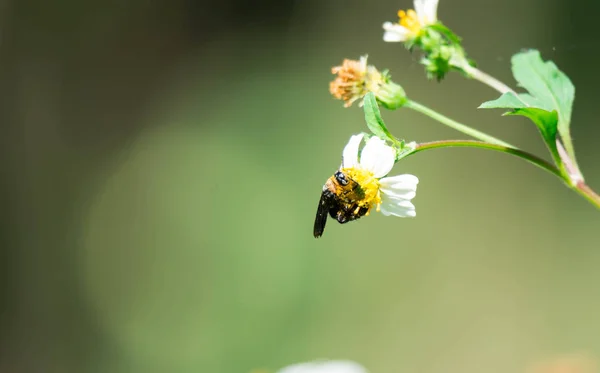 Macro-opname van een honingbij tijdens het eten op bloem met stuifmeel op lichaam. — Stockfoto