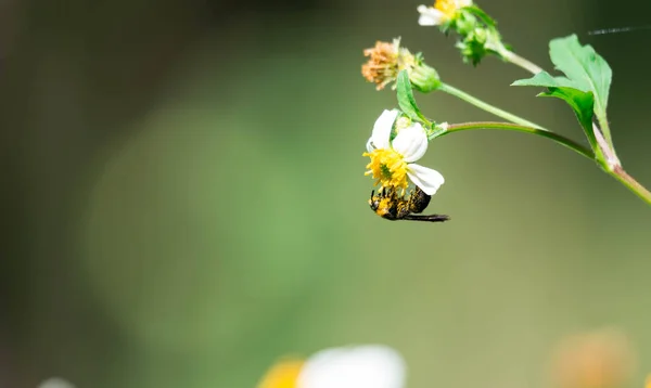 Makro snímek včela při jídle na květ s pylu na těle. — Stock fotografie