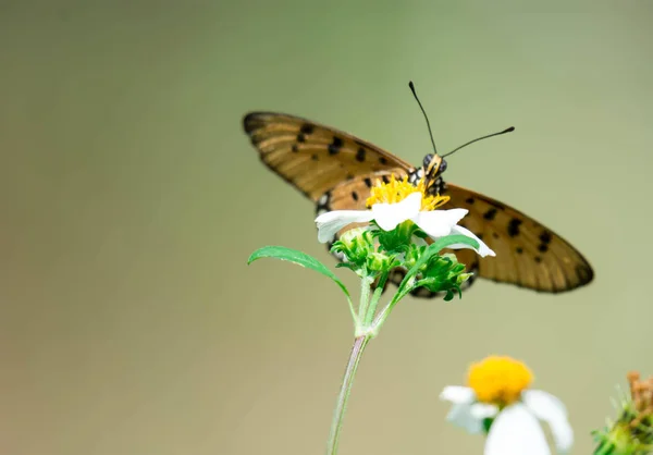 Makro çekim bulanık kelebek arka plan w ile sarı bir çiçek — Stok fotoğraf