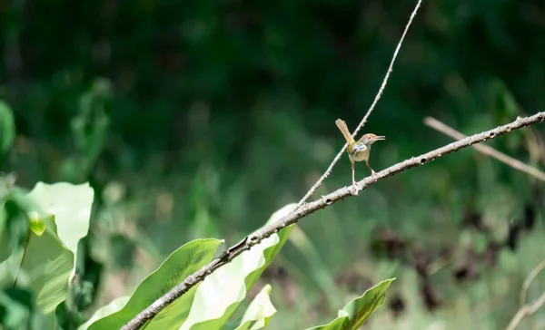 Zoom sur un oiseau brun tout en se reposant sur une tige d'arbre à la recherche f — Photo