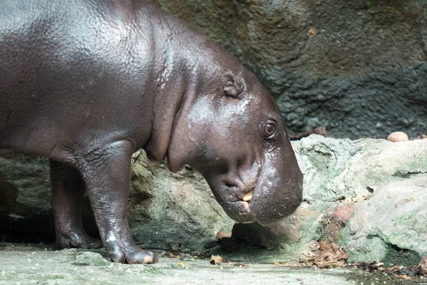 Ippopotamo o ippopotamo mentre cerchi cibo — Foto Stock