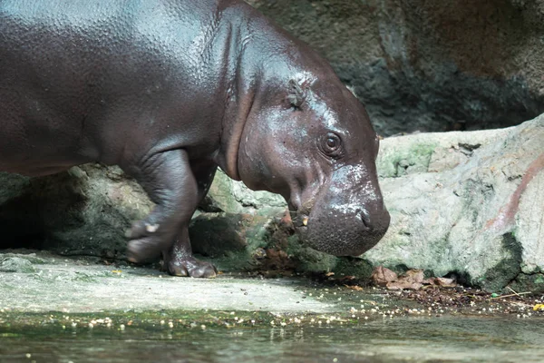 Hippopotame ou hippopotame à la recherche de nourriture — Photo