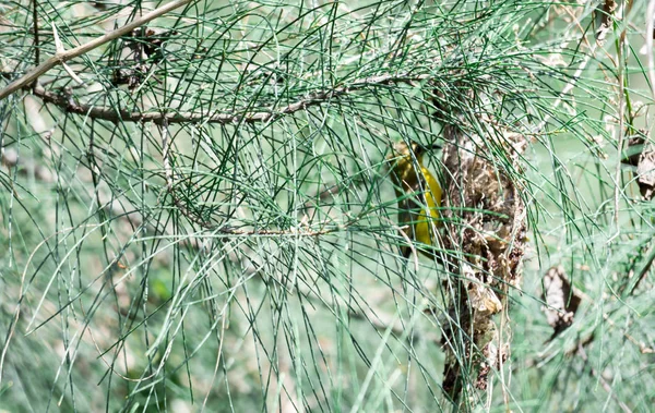 A green bush of leaves with hummingbird hiding from it and fixin