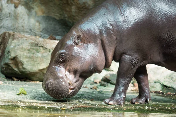 Ippopotamo o ippopotamo mentre cerchi cibo — Foto Stock