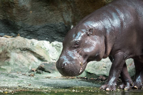 Hippopotame ou hippopotame à la recherche de nourriture — Photo