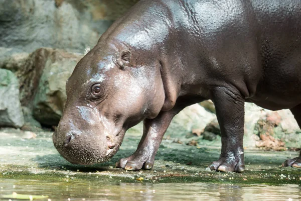 Ippopotamo o ippopotamo mentre cerchi cibo — Foto Stock