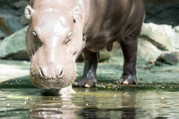 Ippopotamo o ippopotamo mentre cerchi cibo — Foto Stock