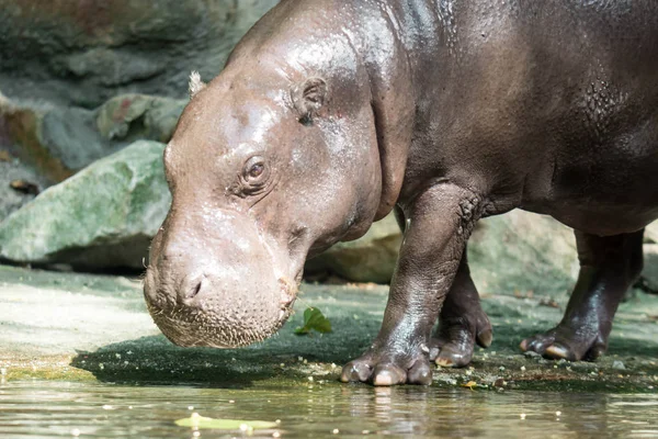 Hippopotame ou hippopotame à la recherche de nourriture — Photo
