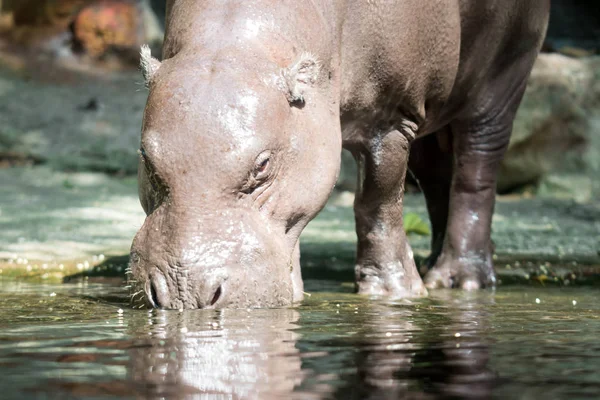 Hipopótamo ou hipopótamo enquanto procura comida — Fotografia de Stock