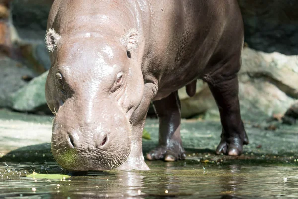 Ippopotamo o ippopotamo mentre cerchi cibo — Foto Stock