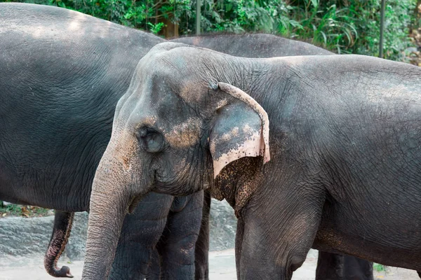 Elefante asiatico o elefante asiatico in uno zoo di Singapore — Foto Stock