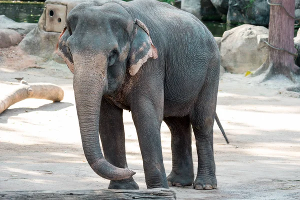 Asian elephant or Asiatic elephant in a zoo in Singapore