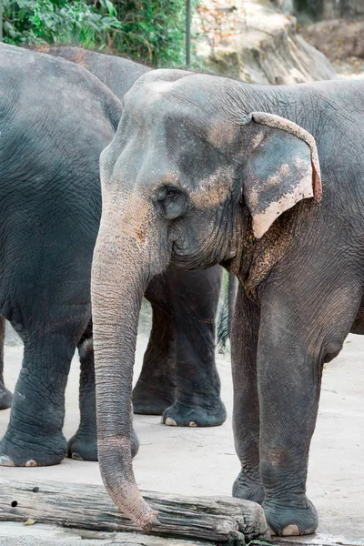 Elefante asiatico o elefante asiatico in uno zoo di Singapore — Foto Stock