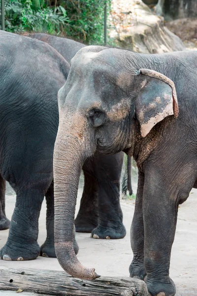 Elefante asiatico o elefante asiatico in uno zoo di Singapore — Foto Stock