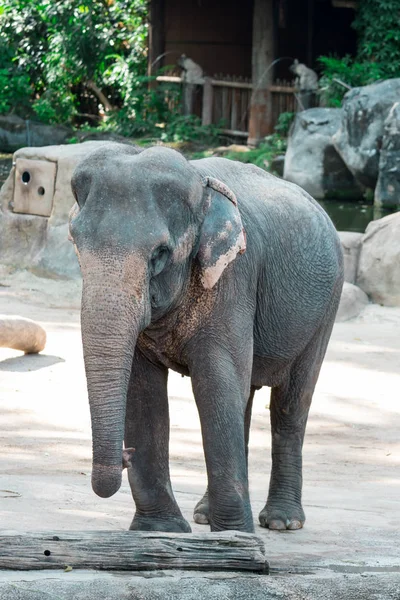 Elefante asiatico o elefante asiatico in uno zoo di Singapore — Foto Stock