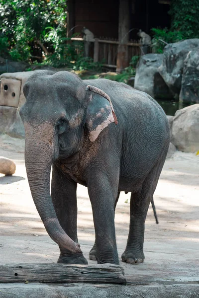 Elefante asiatico o elefante asiatico in uno zoo di Singapore — Foto Stock