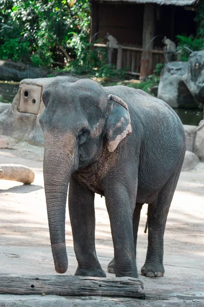 Elefante asiático o elefante asiático en un zoológico de Singapur — Foto de Stock