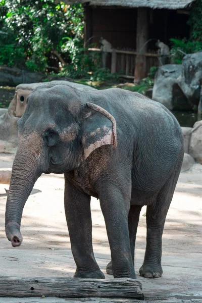 Elefante asiatico o elefante asiatico in uno zoo di Singapore — Foto Stock