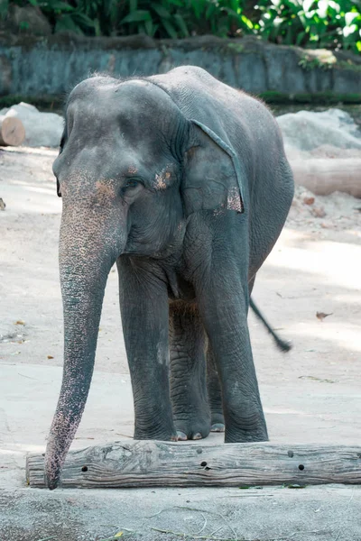 Elefante asiatico o elefante asiatico in uno zoo di Singapore — Foto Stock