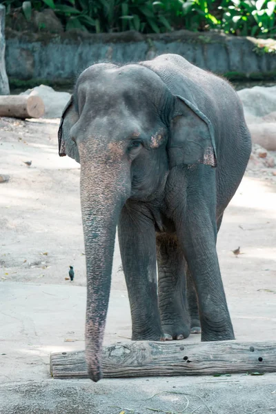 Elefante asiatico o elefante asiatico in uno zoo di Singapore — Foto Stock