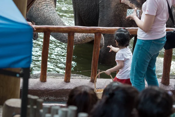 Elefante asiatico o elefante asiatico in uno zoo di Singapore con così — Foto Stock