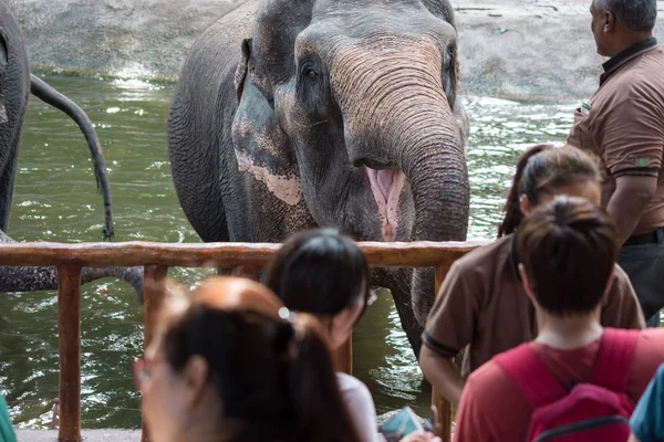 Elefante asiatico o elefante asiatico in uno zoo di Singapore con così — Foto Stock