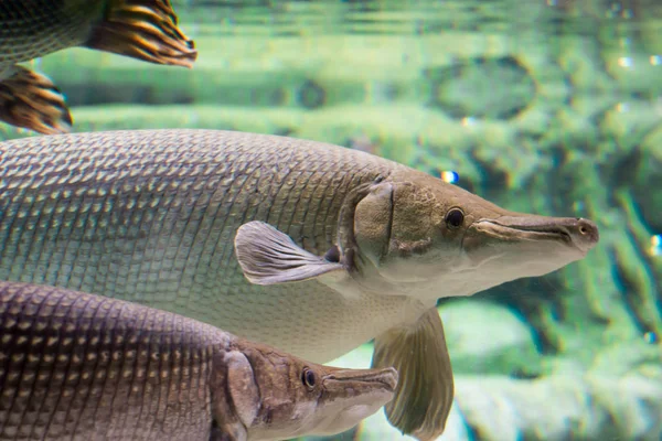 Arapaima gigas, also known as pirarucu, is a species of arapaima — Stock Photo, Image