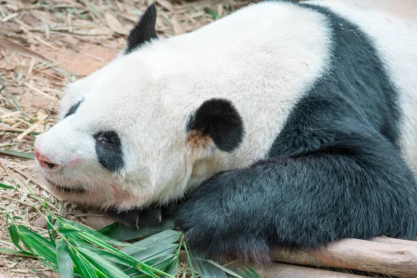 Un oso panda dormido en un zoológico de Singapur — Foto de Stock