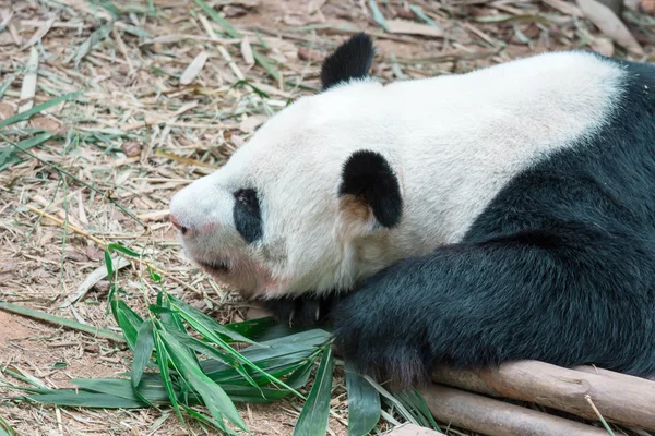 Un oso panda dormido en un zoológico de Singapur — Foto de Stock