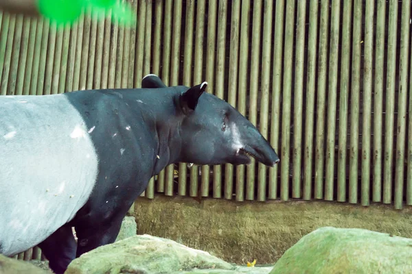 Tapir malaio em um zoológico em Cingapura — Fotografia de Stock