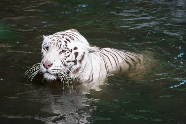 White tiger or bleached tiger and also called as Bengal Tiger wh