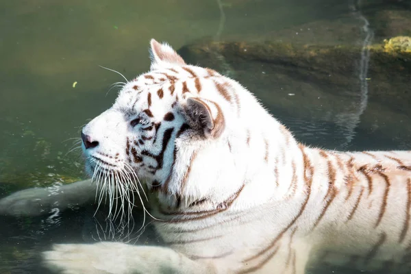 Weißer Tiger oder gebleichter Tiger und auch als Bengaltiger bezeichnet. wh — Stockfoto