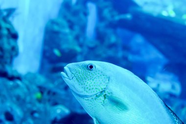 Farklı satış su f ile büyük bir Deniz Akvaryumu bulanık fotoğraf