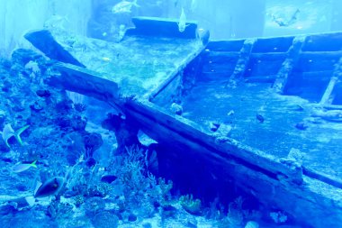 Farklı satış su f ile büyük bir Deniz Akvaryumu bulanık fotoğraf